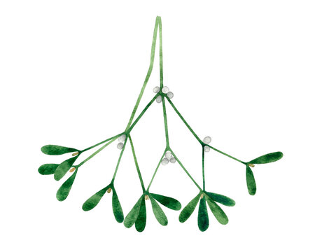 Watercolor hand drawn illustration of the Mistletoe. Isolated on white background. Hand painted watercolour Christmas branch with berries
