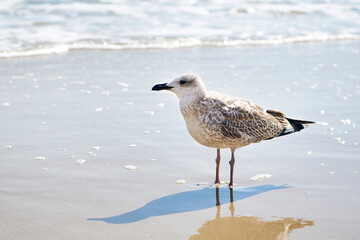 Seagull on shore in sea foam