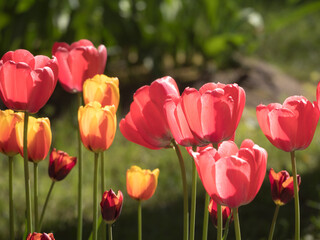 Obraz premium red and yellow tulips