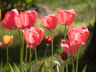 tulips close up