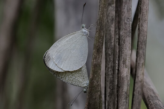 A pair of psyche butterflies are mating in a bush. This insect has the scientific name Leptosia nina.