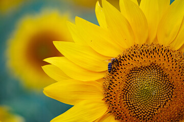 Sunflower field during summer sunset