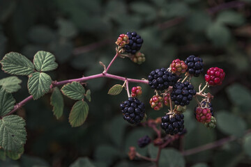 Mature and immature blackberries on bushes. A bunch of ripe blackberry fruits on a branch with...