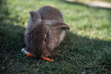 Szarobrązowy królik chrupie marchewkę siedząc na trawie - obrazy, fototapety, plakaty