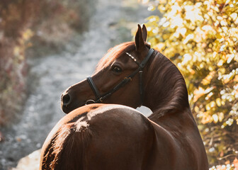 Portrait of a gorgeous red Arabian horse stands in a beautiful autumn forest. beautiful curve of the neck. Looking over the back.	
