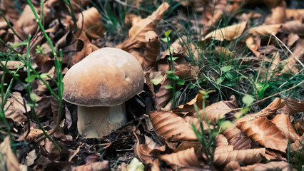 Mushroom in the forest in autumn. Hand picking mushrooms among leaves in autumn.