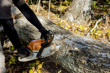 Following a hurricane, tree fell the forest and was cut down with chainsaw in ecological disaster