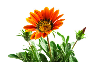 Yellow Gazania or Treasure flower in full bloom isolated on white background
