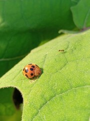 ladybug on leaf