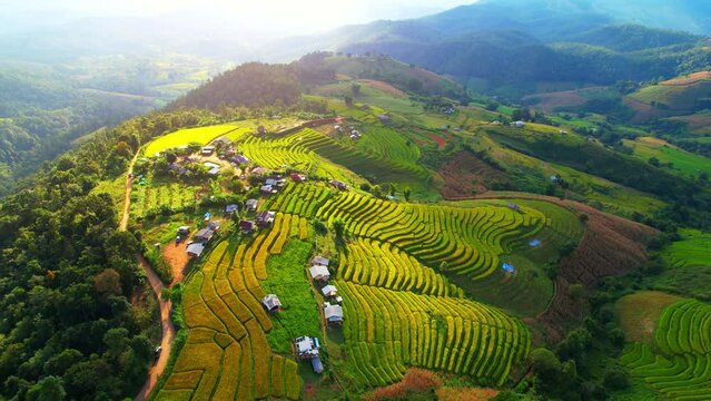 Drone flying over fields in Pa pong piang rice terraces, Chiang Mai, Northern Thailand. One of the most beautiful rice terraces in the world. natural background in motion. agricultural industry.
