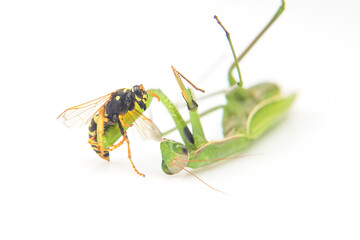 praying mantis caught a wasp for food close-up on a white background. Hunting in the world of insects. Prey for eating insects