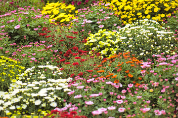 flowers in the garden