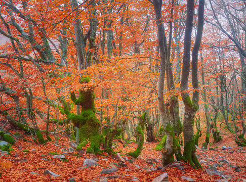 autumn background  trees in the forest, in the hayedo of La Pedrosa, Riaza,Spain