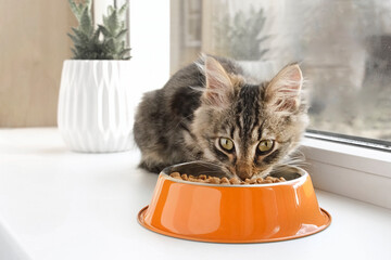 Cat sits on the Windowsill and eats Dry Food. Tabby Kitten eating from orange Bowl. Close up....