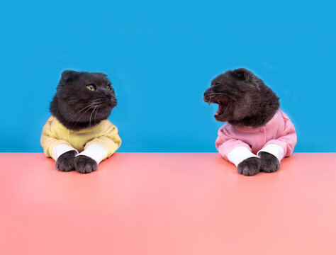 Cat debate, opposition, concept. Two cats are sitting at the table, one cat is screaming, the second cat is listening. The duel between cats for the title of the best pet.	