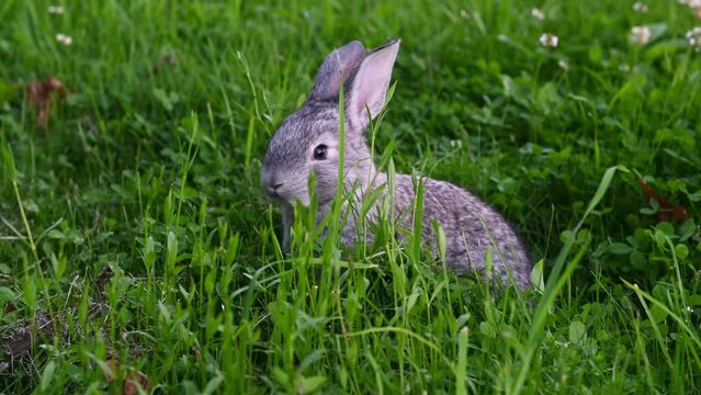 cute gray animal funny bunny on a background of green grass and clovers in the afternoon in summerr. High quality 