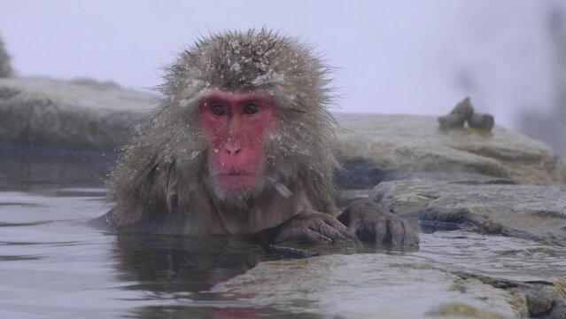 A lone monkey enjoying hot spring