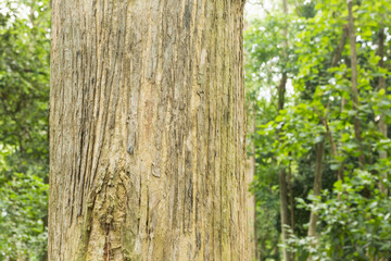Teak Trees in Thailand precious hardwoods one of the last major areas of tropical forest 