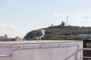 A seagull sits on the deck of the ferry to Elba in the port of Piombino