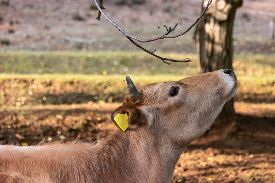 Busha breed, small short-horned cattle cow on free range farm