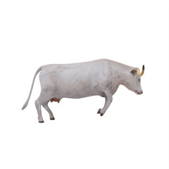 White Texas Longhorn cattle isolated