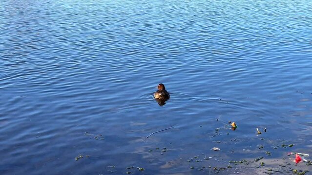 Partridge birds and ducks swimming on a lake