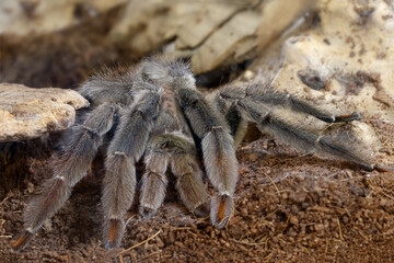 Closeup of the male of Spider Tarantula  Psalmopoeus cambridgei, also known as trinidad chevron.