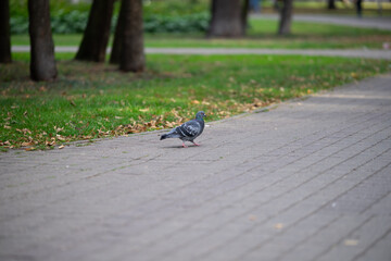 pigeon on park