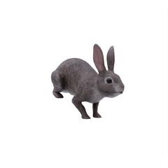white rabbit isolated on white