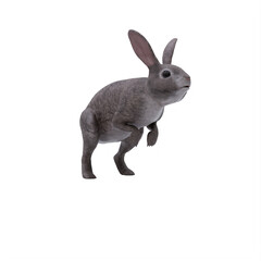 white rabbit isolated on white