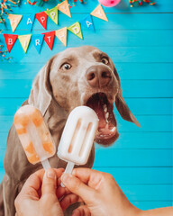 Weimaraner breed dog licking one homemade healthy ice popsicle in his party of two years happy...