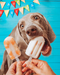 Weimaraner breed dog licking one homemade healthy ice popsicle in his party of two years happy...