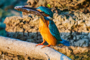 The common kingfisher (Alcedo atthis), also known as the Eurasian kingfisher and river kingfisher, is a small kingfisher.
