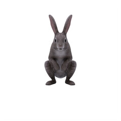 white rabbit isolated on white