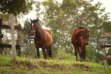 Horses grazing at dawn near the highway