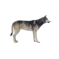 white wolf isolated on white