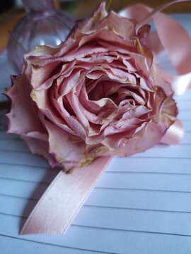 Rose on a paper