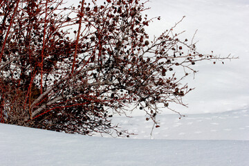 rosehip fruit hanging on the branch of the bush