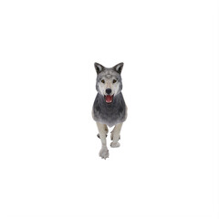 white wolf isolated on white