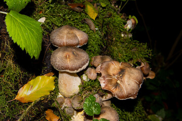 Many honey mushrooms growing between moss, also called Armillaria ostoyae or dunkler hallimasch