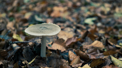 Mushroom in the forest in autumn. Hand picking mushrooms among leaves in autumn.