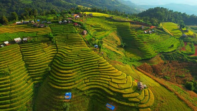 Aerial view of agriculture over a green and yellow rice paddies for cultivation. The rice terraces in Pa pong piang rice terraces, Chiang Mai Province, Northern Thailand. nature pattern background.
