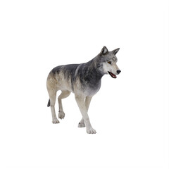 white wolf isolated on white