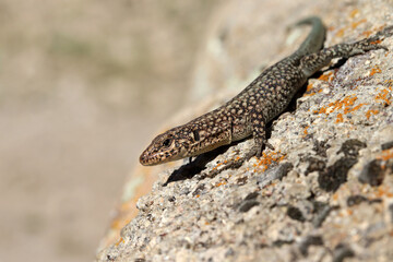 wall lizard on a rock