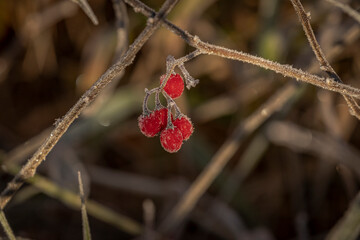 Frost covered berries on a chilly autumn morning