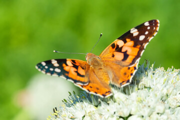 Fototapeta na wymiar Butterfly on blossom flower in green nature..