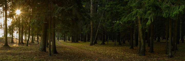 serene autumn morning in a shady coniferous city park with a dirt path among old tall fir trees and bright natural sunbeams. widescreen panoramic view