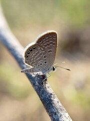 butterfly on a tree