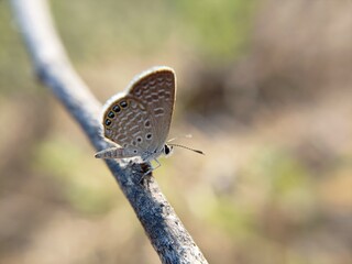 butterfly sitting on a tree