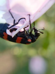 wasp on a leaf